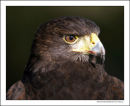Harris Hawk